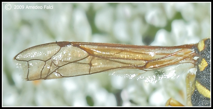 Dalla Sicilia Eumenes sp. (Vespidae Eumeninae)